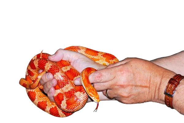 Un serpente di Copperhead tenuto nelle mani di un ranger del parco . — Foto Stock