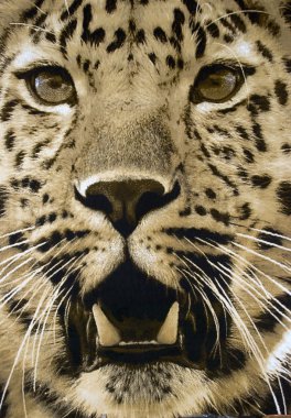 duvar-cheetah yüzü asılı halı