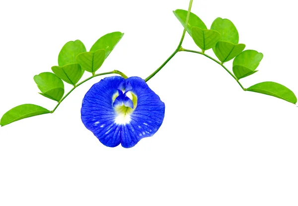 Élénk kék virág-pillangó borsó elszigetelt fehér — Stock Fotó