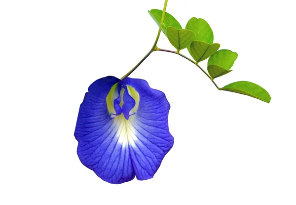 Parlak mavi çiçek kelebek üzerinde beyaz izole bezelye - Stok İmaj