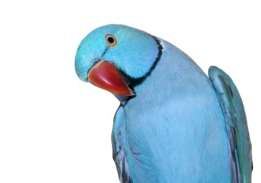 Beyaz zemin üzerine mavi halka boyunlu papağan