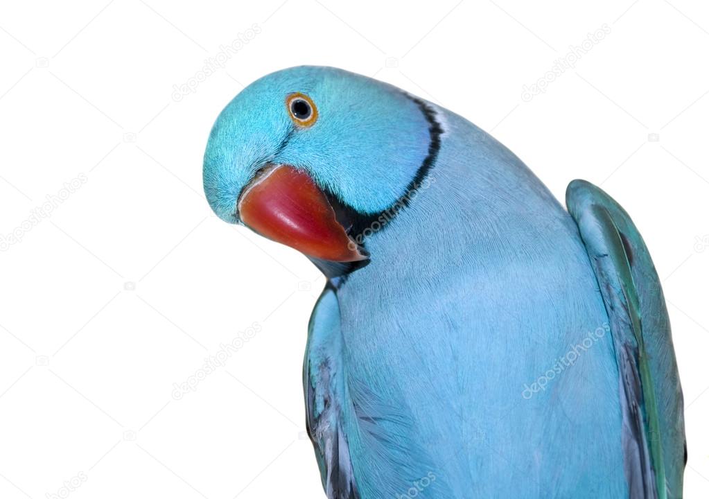 Blue ring-necked parrot on white background