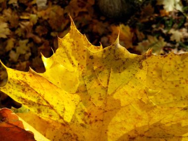 düşen bir yaprak akçaağaç