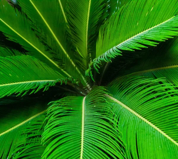 Palma verde — Fotografia de Stock