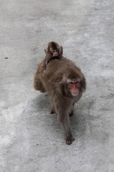 Singe avec un bébé sur le dos — Photo