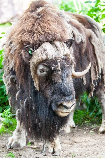 Musk ox — Stock Photo, Image