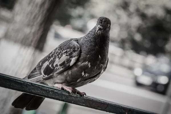 Pombo — Fotografia de Stock