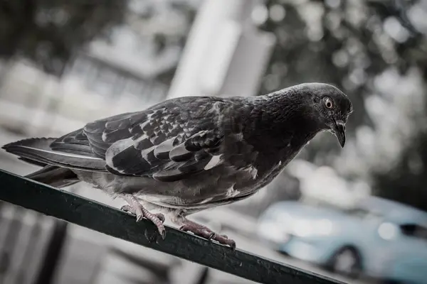 Pombo — Fotografia de Stock