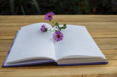 Üzerinde pembe papatya çiçeği olan açık bir kitap bahçedeki ahşap bir masada yakın plan boş beyaz sayfalar fotokopi alanı, not ve liste kavramı, tatiller, hafta sonları kitap okumak.