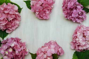 Beyaz ahşap zemin üzerinde yeşil yapraklar olan pembe ortanca çiçekleri çerçeve metin için boş alan, tebrik kartı şablonu, kapak, bahçe, düğün, anneler günü ve doğum günü