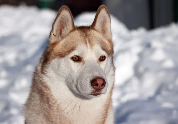 सायबेरियन हस्की कुत्रा — स्टॉक फोटो, इमेज