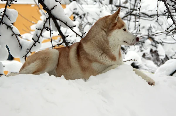 Siberiano Husky cão — Fotografia de Stock