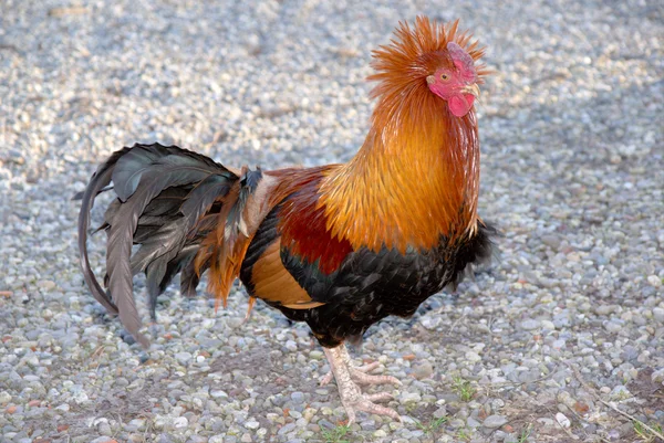 Orgulhoso galo dourado — Fotografia de Stock