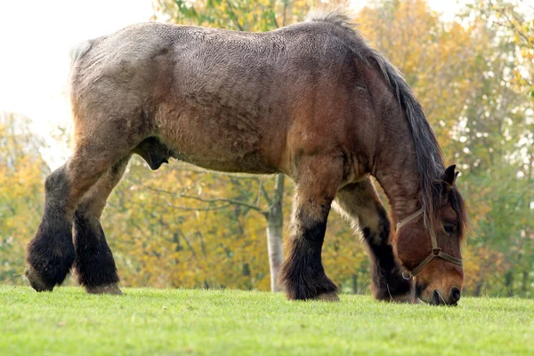 Draft horse — Stock Photo, Image