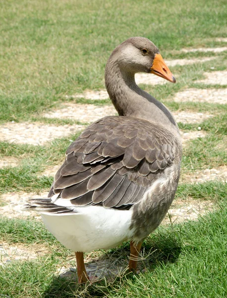 Graugans zeigt seine Federn — Stockfoto