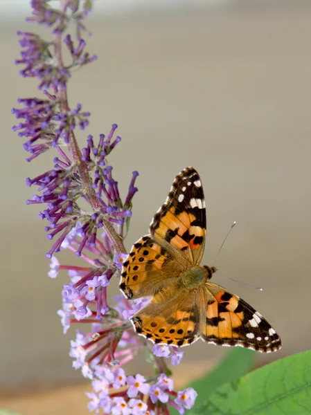 Schmetterling breitet seine Flügel aus — Stockfoto