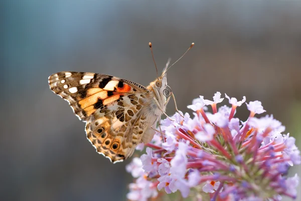 Motýl ukazující jeho jazyk — Stock fotografie