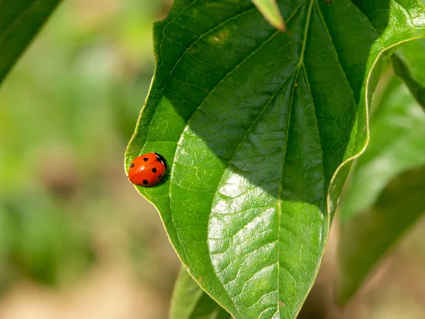 Mariquita tomando un baño de sol en una hoja — Foto de Stock