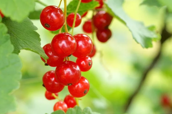 Bunch of red currants — Stock Photo, Image
