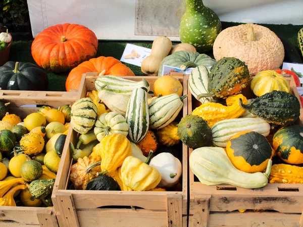 Různé dekorativní zeleniny na trh — Stock fotografie