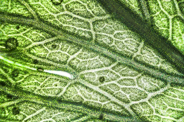 Макрос Зеленого Листя Селери Під Мікроскопом Збільшенням Разів — стокове фото