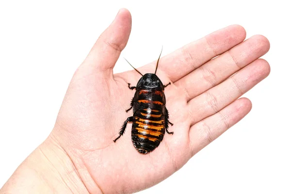 Huge Madagascar Hissing Cockroach Crawls Human Hand — Stock Photo, Image