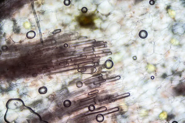 Işık Mikroskobunun Altında Zencefil Kökü — Stok fotoğraf
