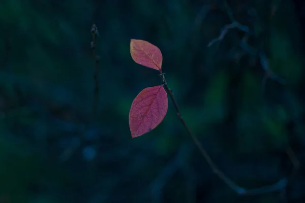 Природа Осень Цветные Листья Настроение Красочные Осенние Листья Саду — стоковое фото
