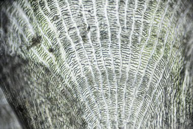 Doğal deniz balığı ölçeği mikroskop altında, balık ölçeği yakın.