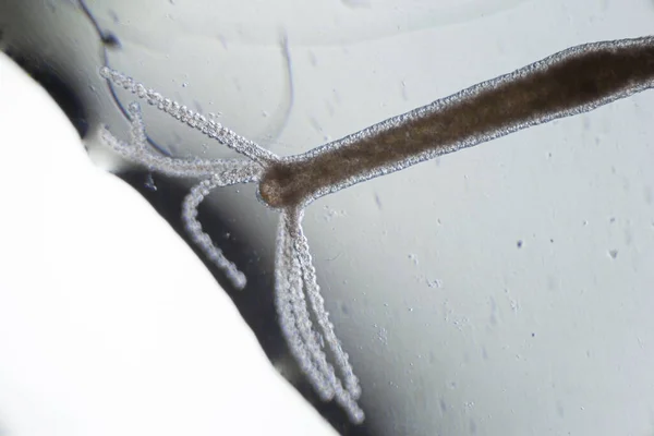 Hydra Vulgaris Bawah Mikroskop Cahaya Hydra Air Tawar Diambil Dari — Stok Foto