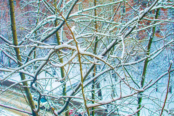 Snowy Tree Facade Background Snow City — Stock Photo, Image