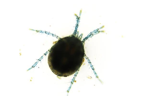 Water Mite Hydrachnidia Light Microscope — Zdjęcie stockowe