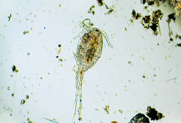 Copepod Cyclops tatlı su havuzunda bulunan küçük bir kabuklu deniz hayvanıdır. Zooplankton, mikro kabuklu ışık mikroskobu altında. 100 kat büyütme, mikroskop hedefi 10