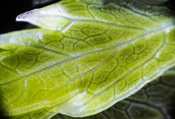 Folha Aipo Verde Macro Sob Microscópio Com Uma Ampliação Vezes — Fotografia de Stock