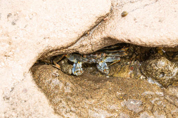 Crab Hiding Stone Egypt Beach Sharm Ash Sheikh — Stockfoto