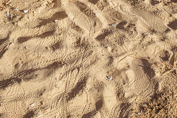 Crab Footprints Sand Animal Footprints — Fotografia de Stock