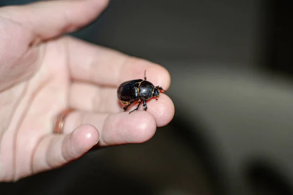 Dung Beetle Hand Caught Beach Sharm Sheikh Egypt — Stock Photo, Image