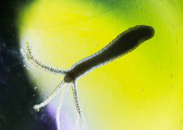 Işık mikroskobu altında Hydra vulgaris, gölden alınan tatlı su hidrası.
