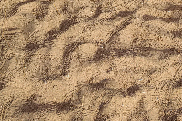 一只螃蟹在沙滩上的脚印 动物的脚印 — 图库照片