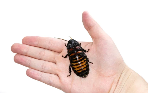 Beautiful Huge Madagascar Hissing Cockroach Crawls Human Hand — Stock Photo, Image
