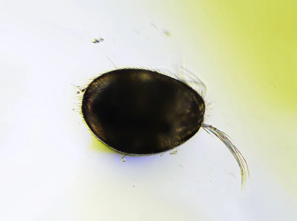 Mikroskobik Tatlı Ostracod Namı Diğer Tohum Karidesi Tatlı Havuzundan Alınmış — Stok fotoğraf