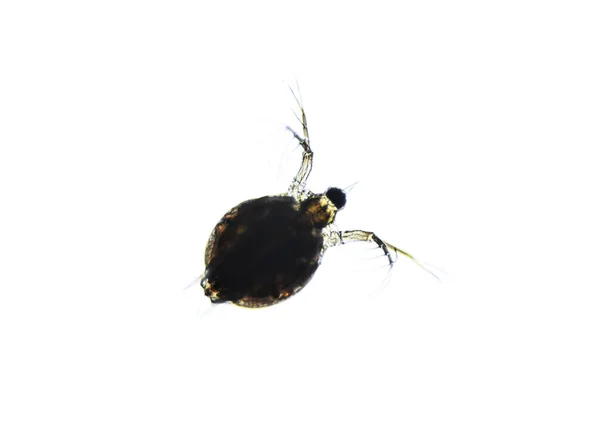 Citra Mikroskopis Dari Zooplankton Water Flea Daphnia — Stok Foto