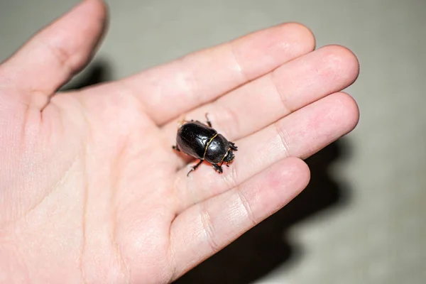 Dung Beetle Hand Caught Beach Sharm Sheikh Egypt — 图库照片