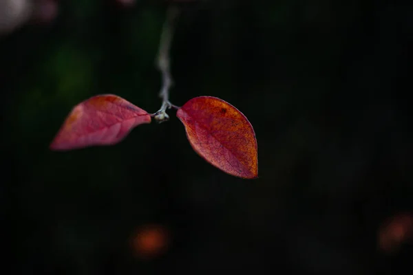 Rote Blätter Von Strauch Auf Zweigen Herbst Auf Dunklem Hintergrund — Stockfoto