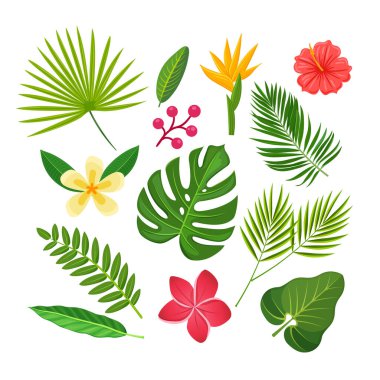 Collection of tropical plants and flowers. Vector isolated elements on the white background