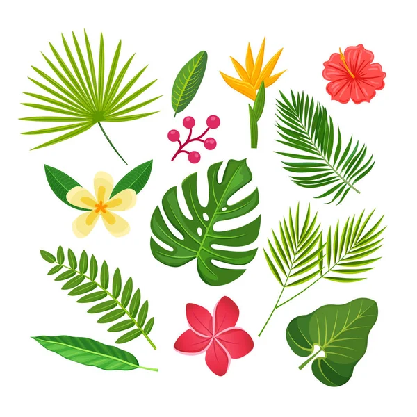 Collection Tropical Plants Flowers Vector Isolated Elements White Background —  Vetores de Stock