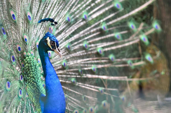 Un pavone — Foto Stock