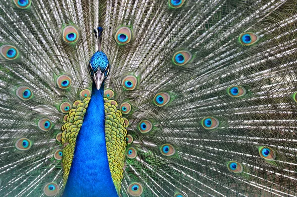 A Peacock — Stock Photo, Image