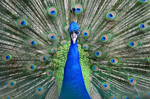 Peacock Royalty Free Stock Photos