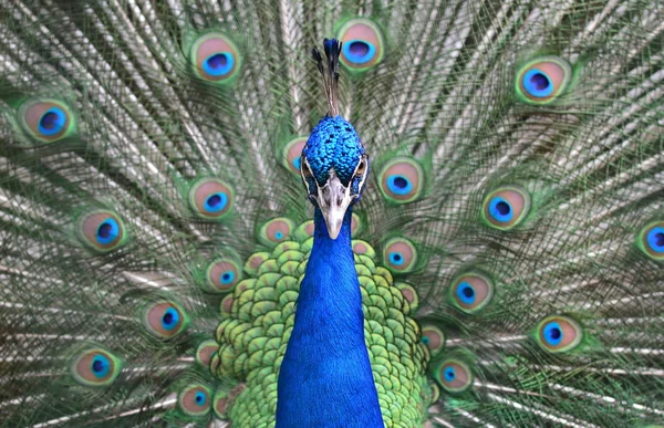 Bayan emherst'ın sülün